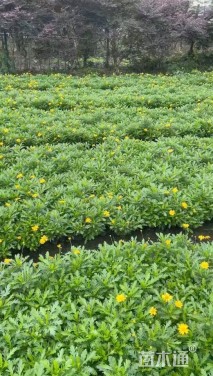 高度15厘米木春菊