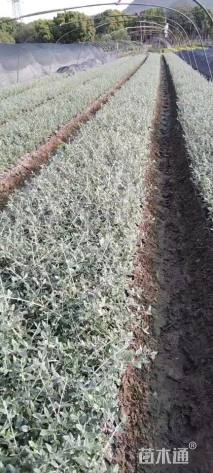 高度35厘米灌从石蚕