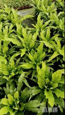 高度40厘米鸟巢蕨