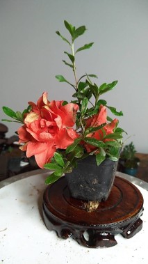造型杜鹃