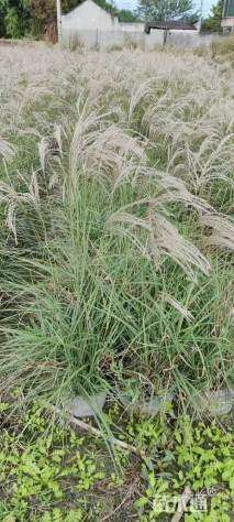 高度30厘米矢羽芒