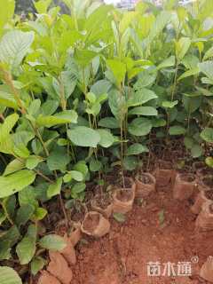 0.3公分川滇桤木