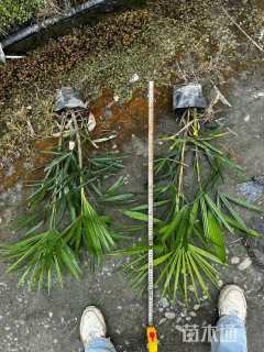裸干高30厘米棕竹
