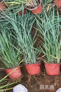 高度60厘米柳枝稷