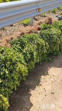 高度40厘米瓜子黄杨