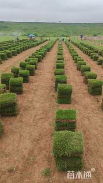 草卷状马尼拉草