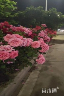 高度40厘米大花月季