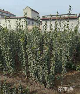 高度100厘米北海道黄杨