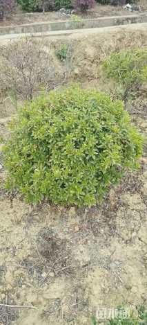 冠幅80厘米杜鹃球