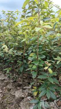 高度60厘米赤皮青冈