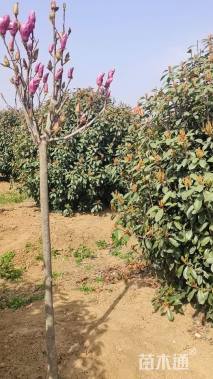 冠幅300厘米红叶石楠球