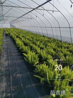 高度35厘米狐尾天门冬