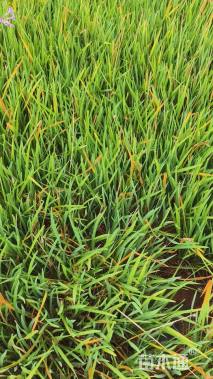 高度30厘米紫娇花