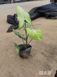 高度25厘米白蝴蝶