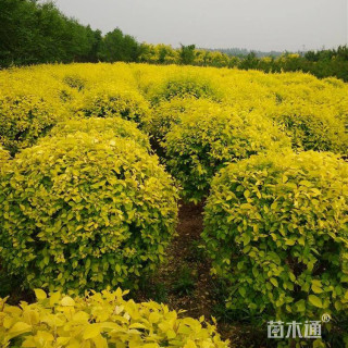 冠幅120厘米金叶榆球