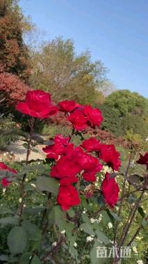 高度50厘米红帽月季