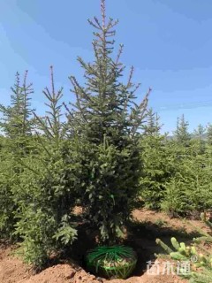 高度250厘米云杉