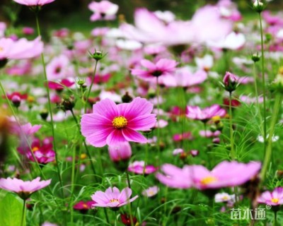 波斯菊种子