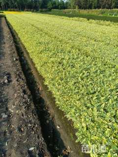 高度40厘米大叶栀子