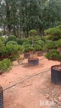 高度150厘米小叶黄杨