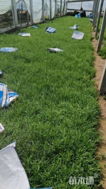 高度8厘米地被石竹