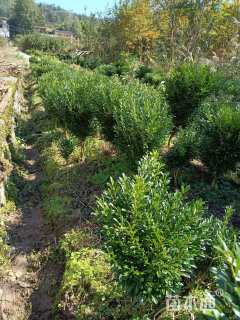 高度60厘米雀舌黄杨