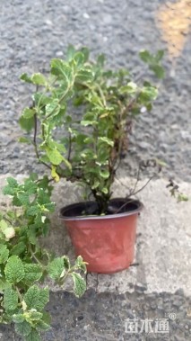 高度20厘米花叶薄荷