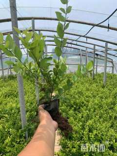 高度40厘米金森女贞