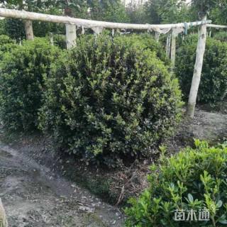 冠幅300厘米海桐球