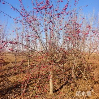 10公分冬红海棠