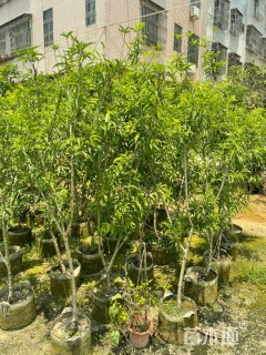 高度1厘米鹰嘴桃