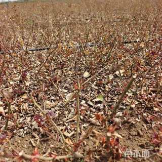 高度40厘米丰花月季