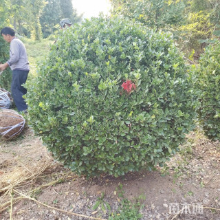 冠幅120厘米龟甲冬青球