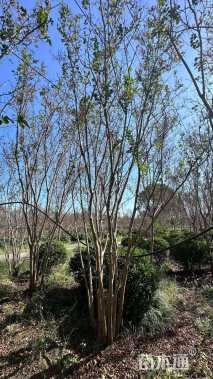 5公分红火球紫薇