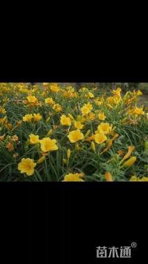 高度15厘米金娃娃萱草