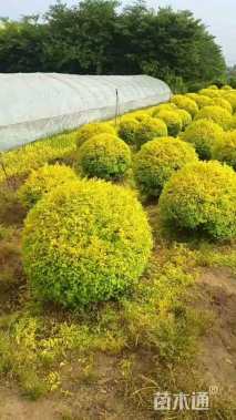 冠幅180厘米金叶女贞球