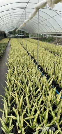 高度50厘米万年麻