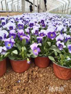 高度15厘米角堇