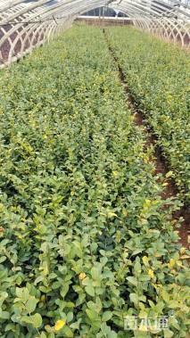 高度30厘米茶梅