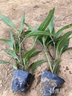 高度15厘米翠芦莉