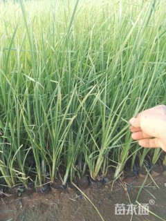 高度60厘米香蒲