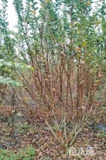 高度260厘米丛生紫薇