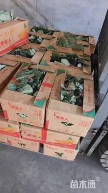 高度15厘米羽衣甘蓝