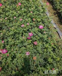 高度40厘米丰花月季