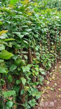 高度120厘米三角梅藤条