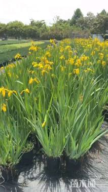高度40厘米黄菖蒲