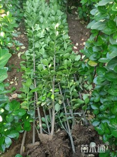 高度150厘米北海道黄杨