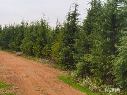 高度5000厘米雪松