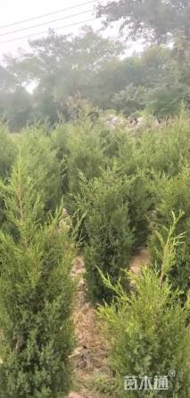 高度150厘米蜀桧