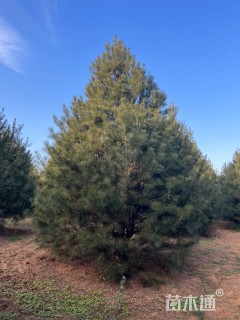 高度500厘米白皮松